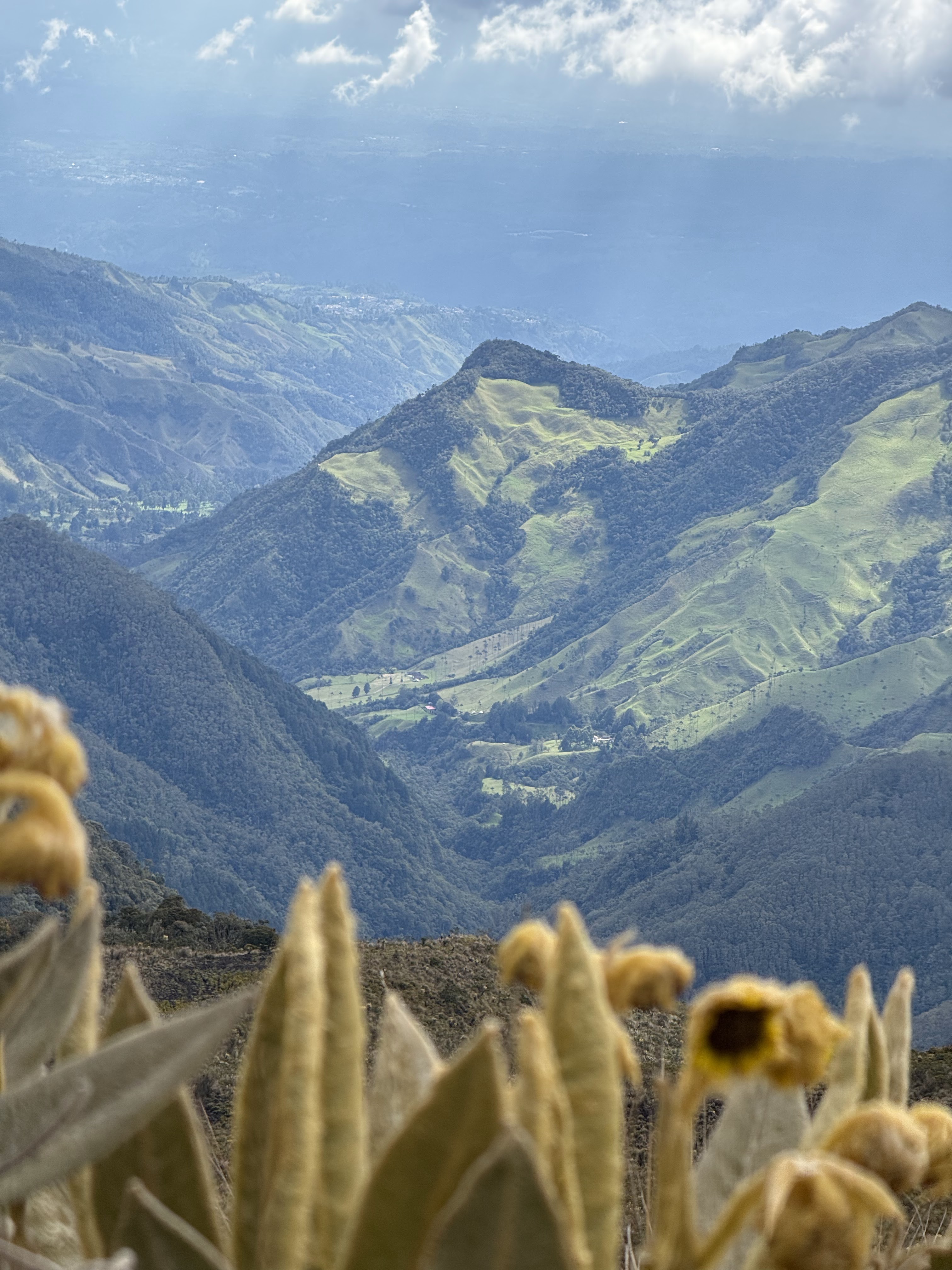 Bosque y Páramo