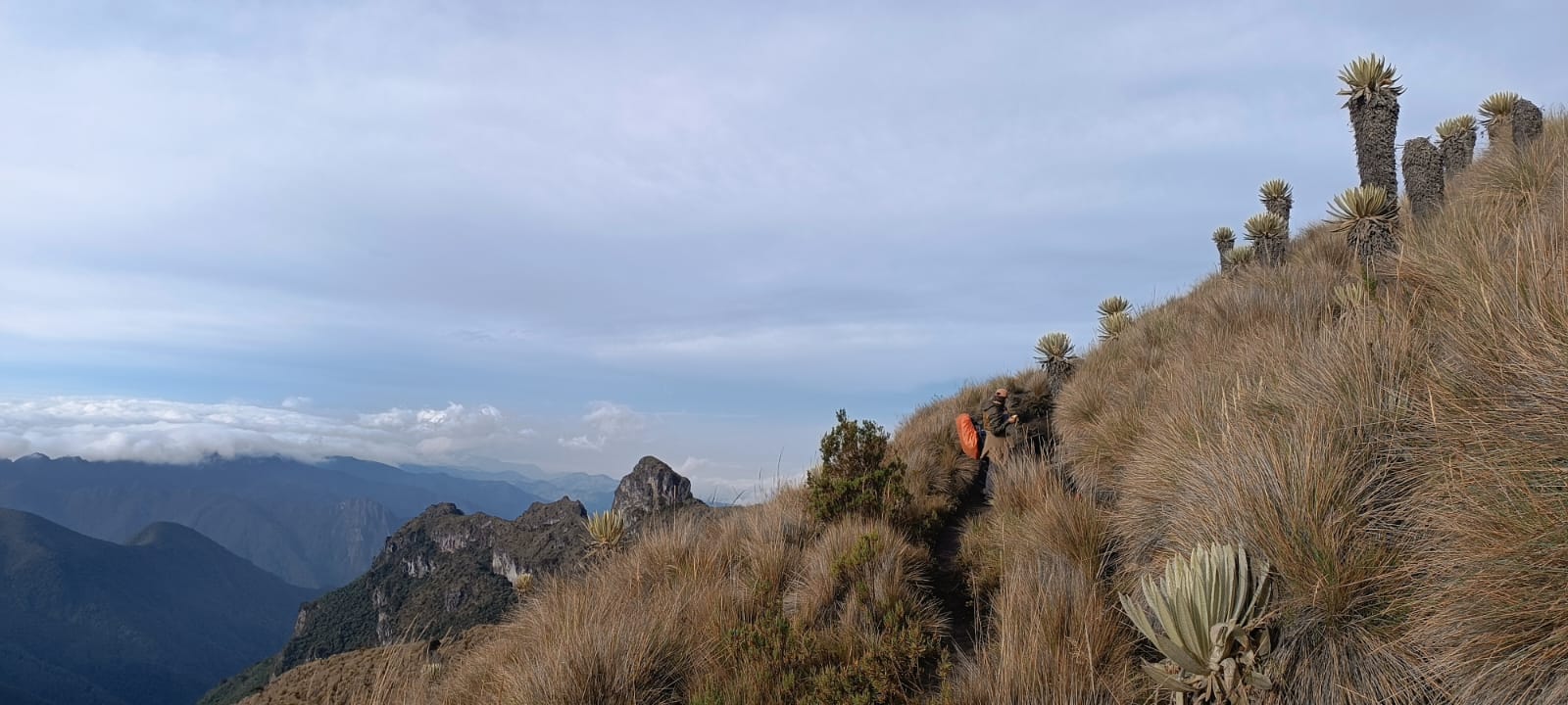 Bosque y Páramo