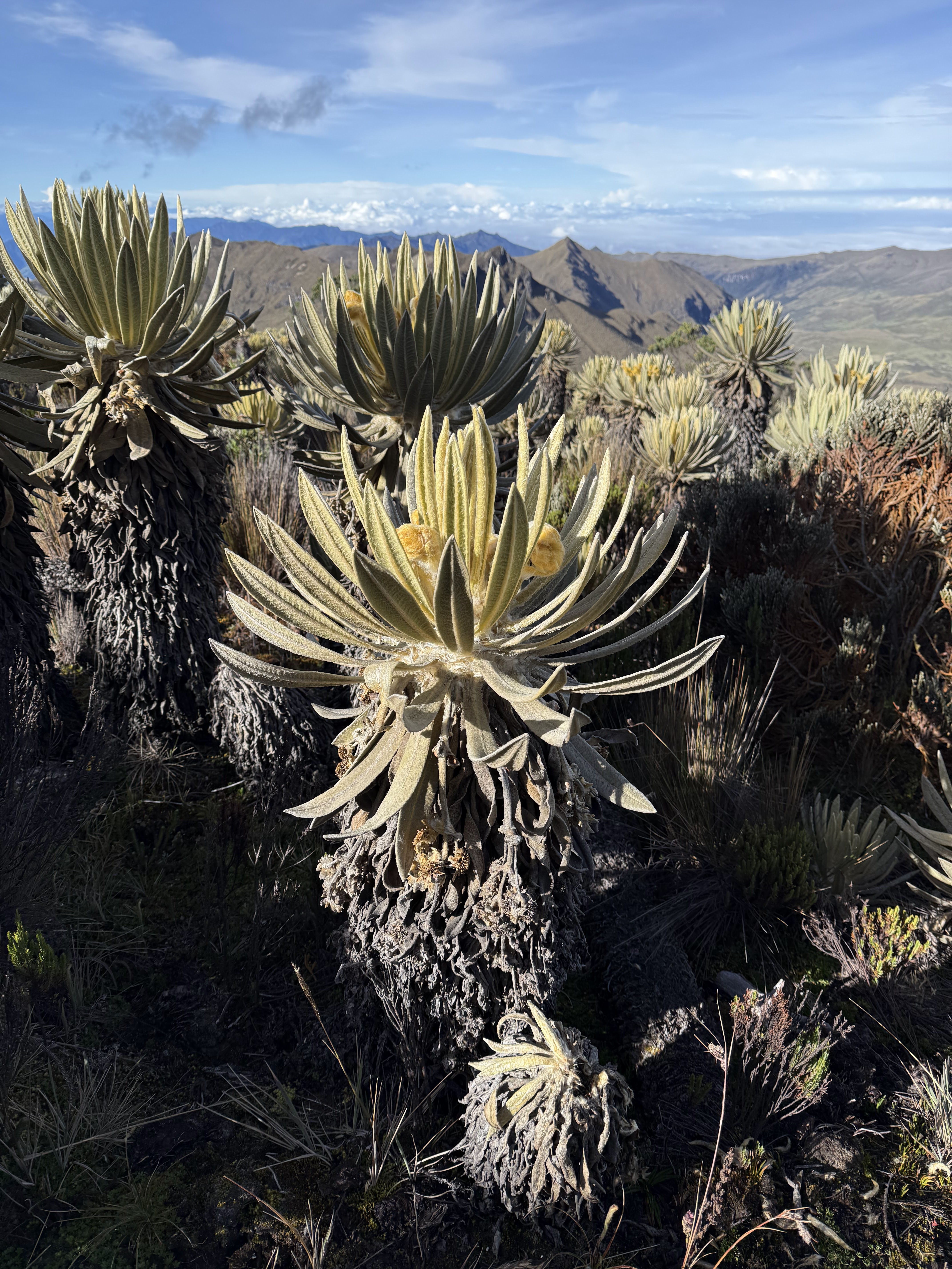 Bosque y Páramo
