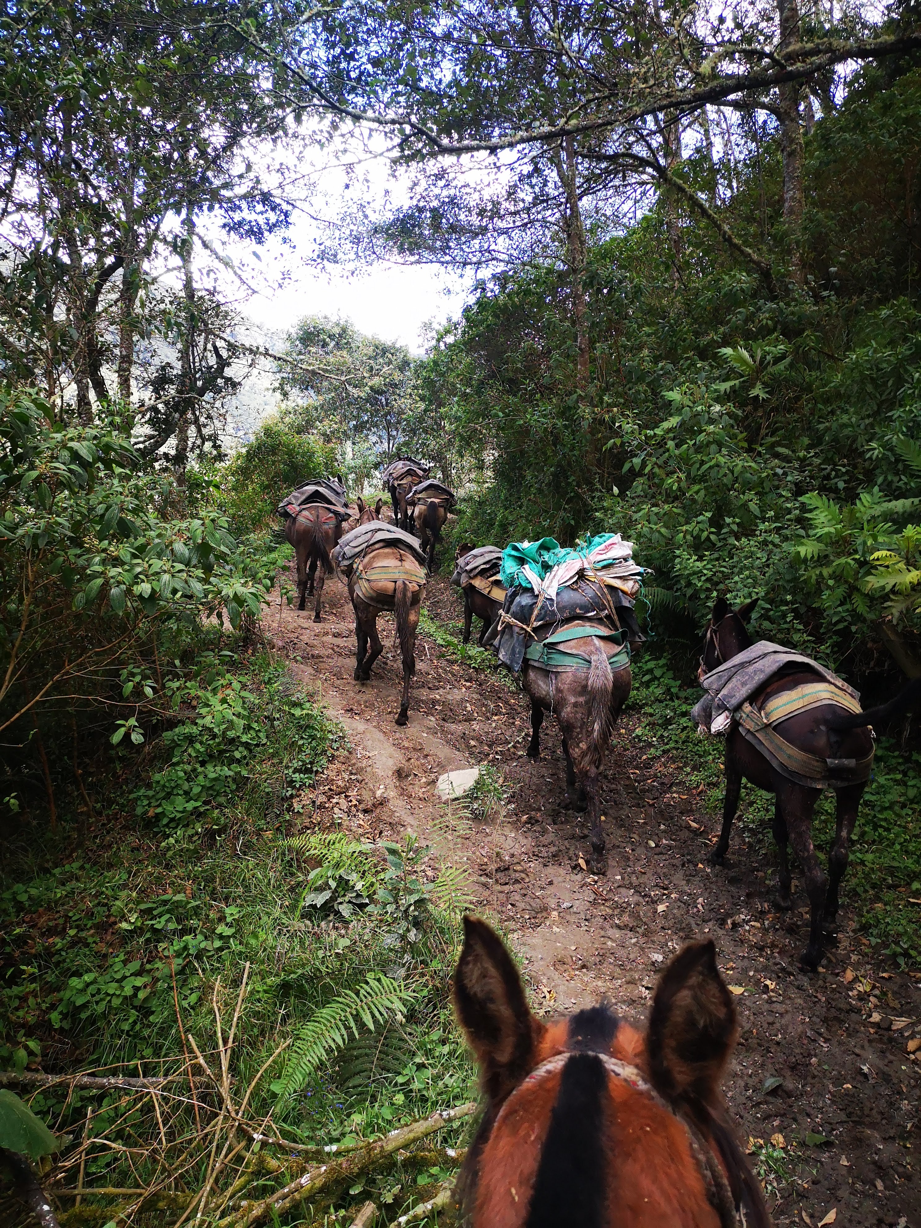 Ruta Dulima 2